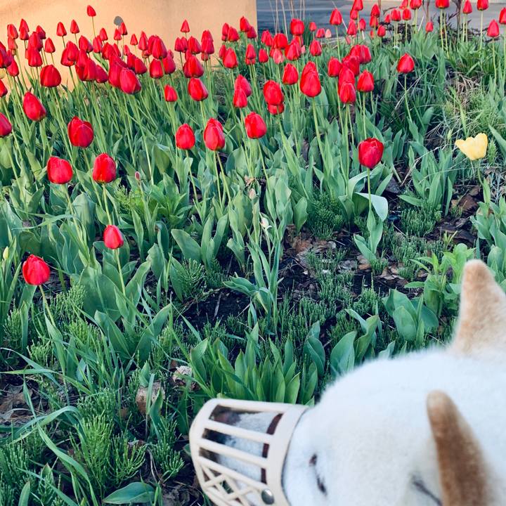 28389765 de06 4dff 940f 755c6ef19155 1589245231771