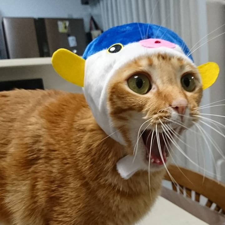 28452220 c297 4a5e 9e86 5a721fa64f74 1544829700500