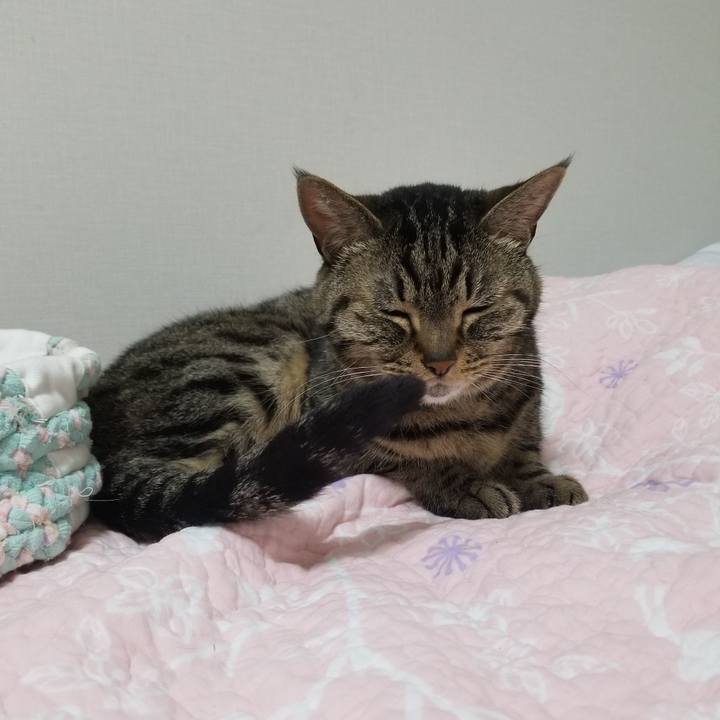 284e3fc2 0ea5 4378 9d08 04efdbc64085 1621200609018