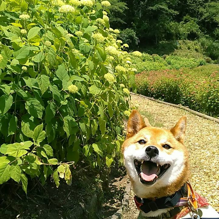 28515f52 cc68 42bd 8340 cc31bdde90ea 1527926293530