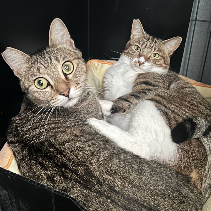 2858d1fa 772a 40f4 9a05 2de407adc92e 1760961038945