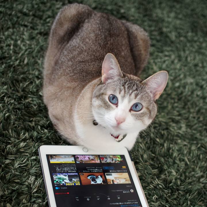 286609f4 169f 473c a10b 05dcf7ef38a9 1560937639818