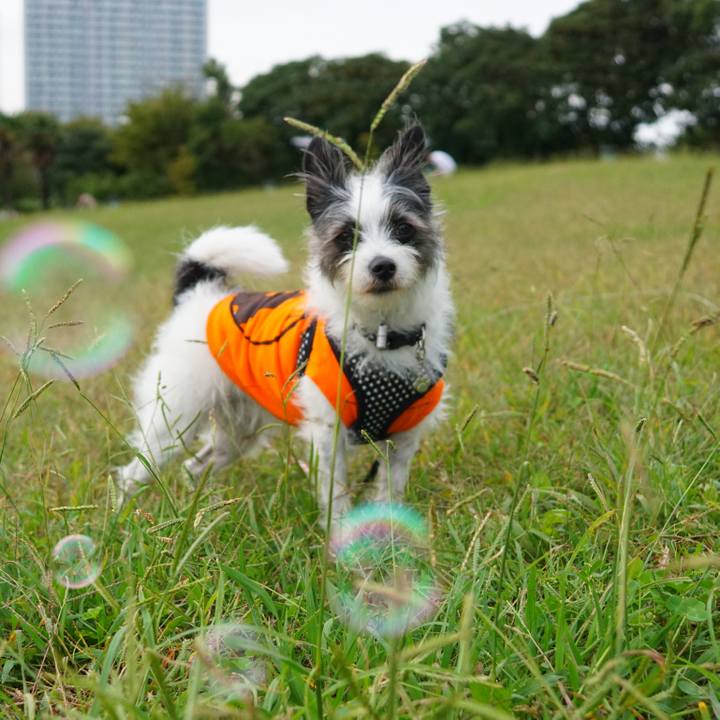 286a44a6 315f 4f2a b0ae 4a539b48c63a 1571659862358