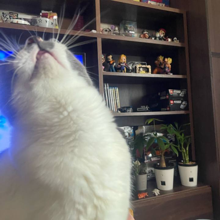 286cafcc 7194 4b2a 98d6 25d0e00ff845 1749793858354