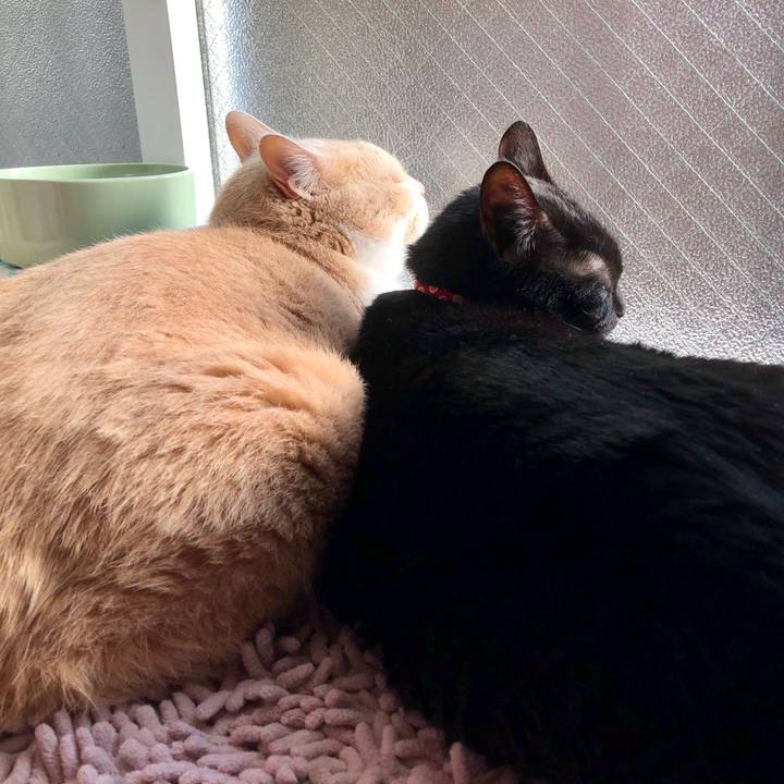 286fad81 a0f9 430a a642 fd22f86ab3c2 1605402391854