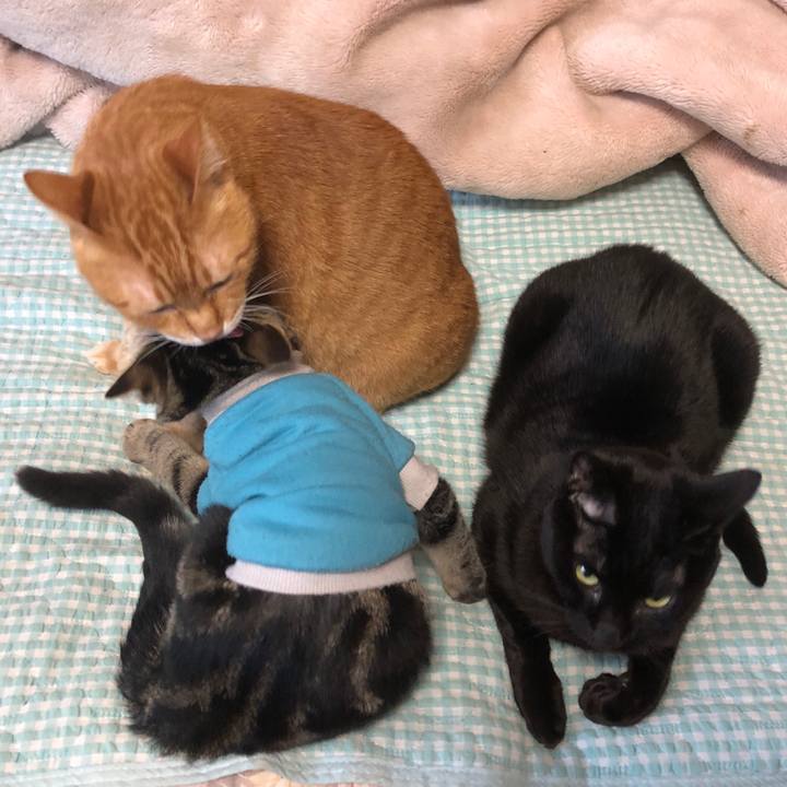 28721acc d417 49e4 ad1c 07db2c0d59ad 1732918657339