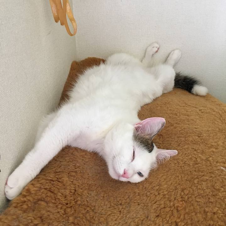 2872cf9c d4a3 4382 93d5 24bf2ece6b20 1528156285514