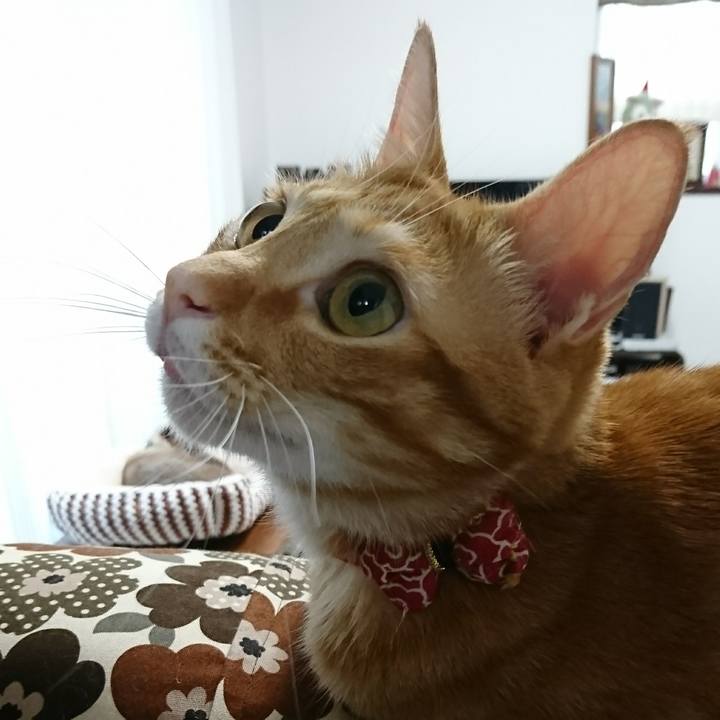 2874901d 8a19 490e baff 334c2fa07036 1510699854999