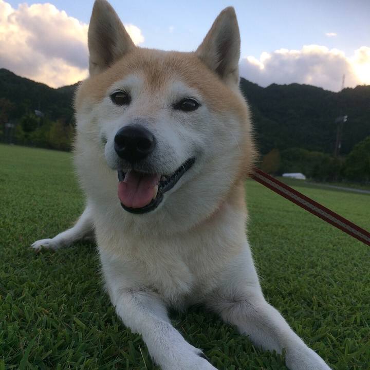 2878e512 a731 4a4c ace0 2465044edeca 1541255739559