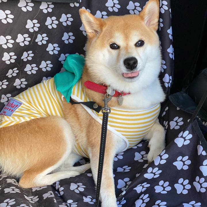 2879e5db c3d1 48f7 8985 e62545336f97 1590072086014