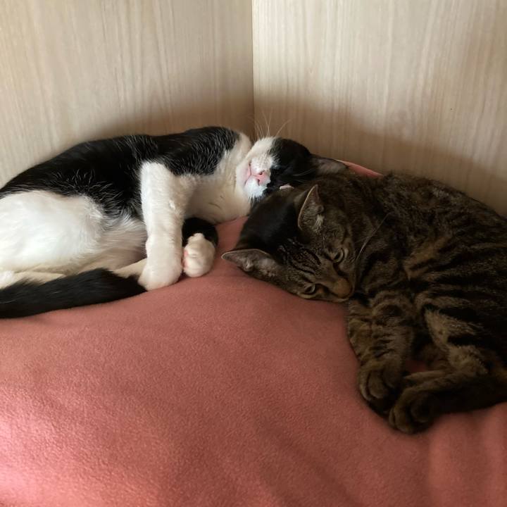 28833e9c 0651 4326 b31d 26f6fcd98be5 1621480500098