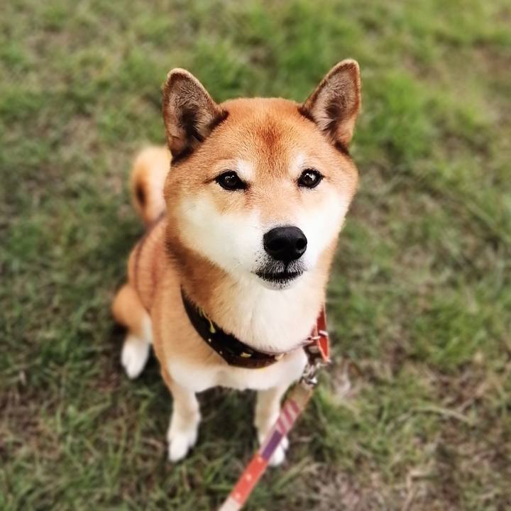 2883c5f4 b0db 415b bf75 fc4abc46f1cf 1603498804354