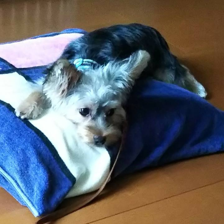 288421a2 336e 4687 9d97 a4f40dde7861 1539137468229