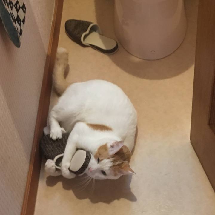 28863592 8b0f 4ea5 b015 d936b1fa1633 1510734250626