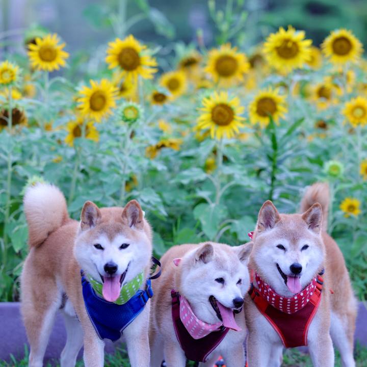 28867d93 15ac 45ea ab14 b1ff18446f97 1755096728368