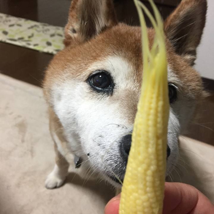 2886bcc9 9b56 45f8 80a3 593310a4cf7a 1527417169495