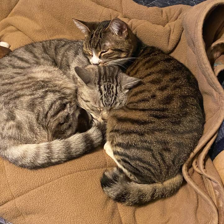 288721f8 8817 4737 b341 ded42e5906be 1583493483998