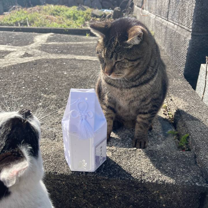 288af6c9 3576 419a 9ee5 86d647878db6 1772622452441