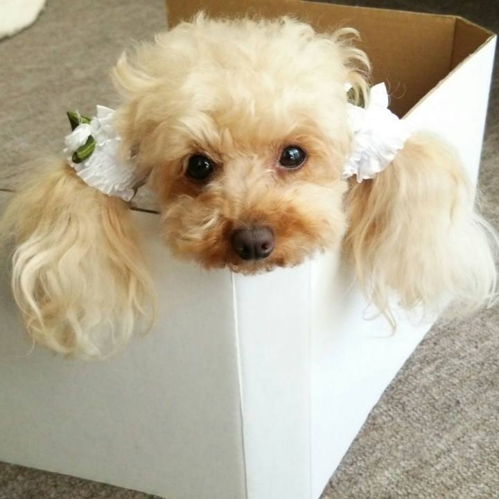 288c35cb 73fa 433b 843b 7f46e041ca3c 1526462864160