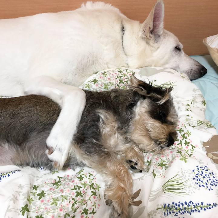 288c621e 83b0 4ed3 b12a 1370f0d8356a 1526207072730