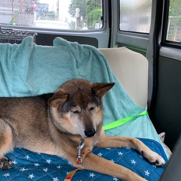 288dbd58 1e22 4341 bc44 4d00a462e9d7 1562509559338