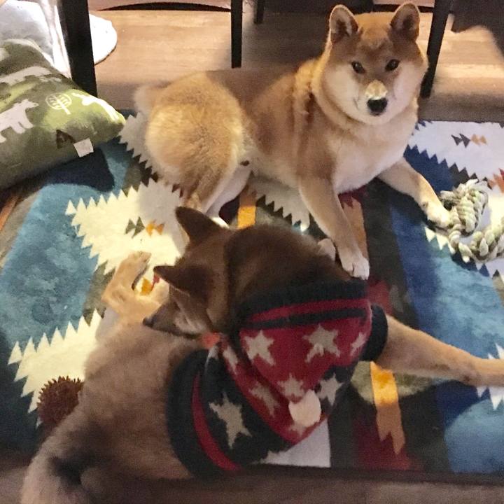 288ef585 b9a3 463a ac7d a4cafdb87901 1511256303606