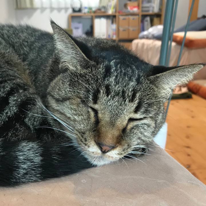 288ffd5d 4a4e 4c1a 96c1 559e607d8f2f 1539394605265