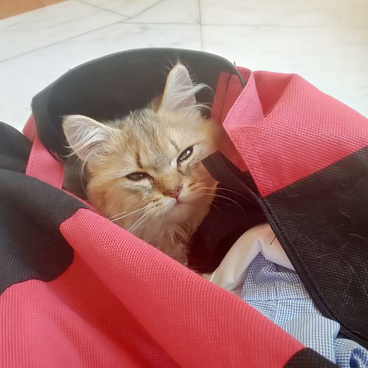 28906101 bbf2 4f4f 95c5 124570749b7b 1561425324891