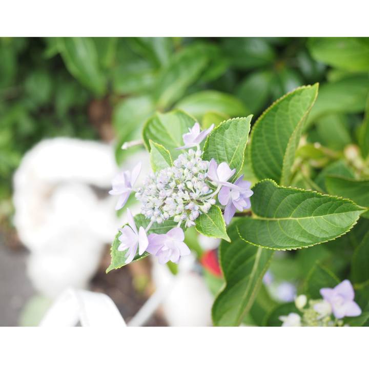 28931302 f449 4a86 bab5 62d075112d2e 1560823861603