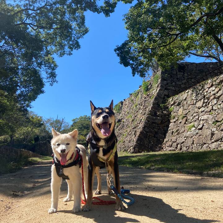 2893f037 9429 4703 bbb7 e330299c85a7 1727397289501