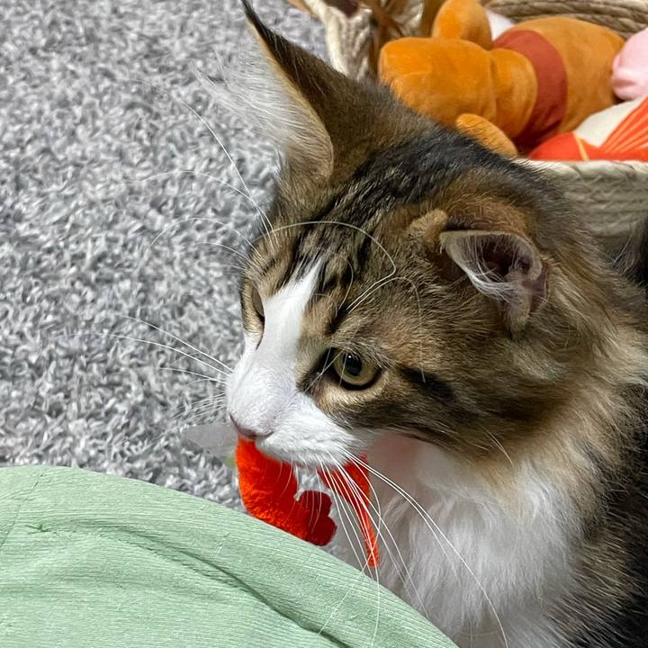 28a17e96 29fe 4b07 9a3d 807166eb0d2a 1636376865033