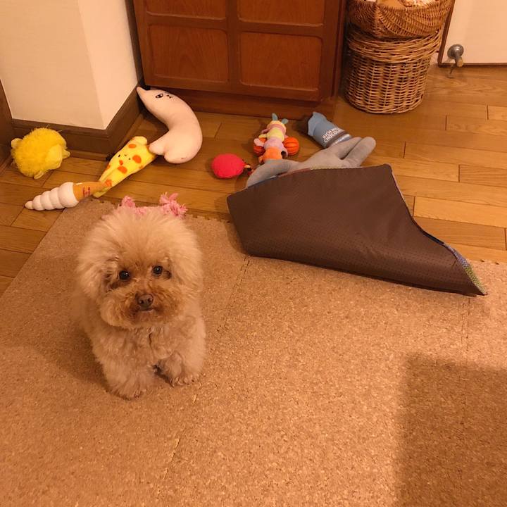 28a70f6d 1a81 4e66 9d37 31528870e3e2 1542624289617