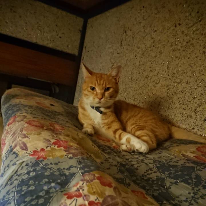 28ad4a56 9c1f 4c2d a71e a31b41d5d04f 1597840103121