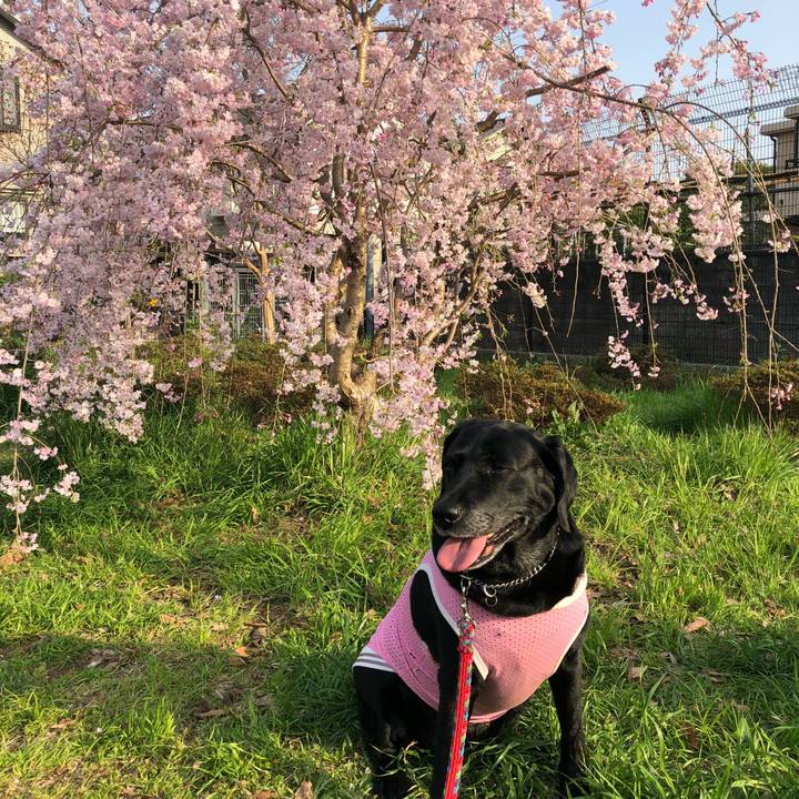 28af9bab 3bbf 43ef 9b74 b0212169746f 1522741116489