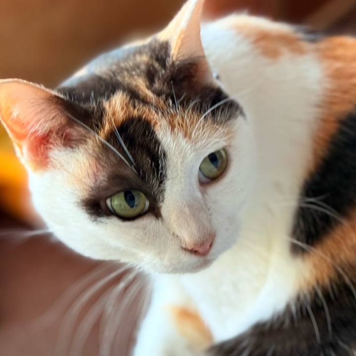 28b06d33 3c6e 44be 9352 8533c7d1cd80 1736908652727