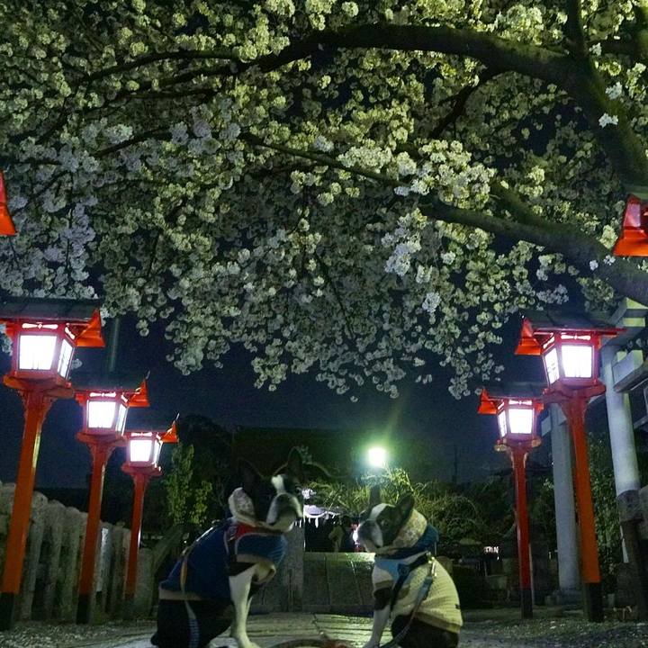 28b470b0 2219 40fa 9158 bab09bfa7255 1522241775780