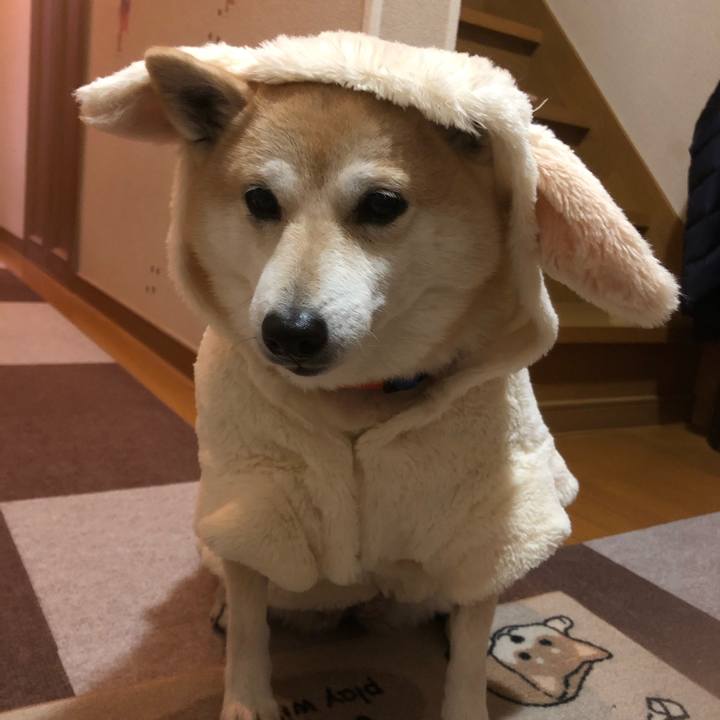 28b525ac 9d8a 4ca9 9975 223d1274b5af 1608123353068