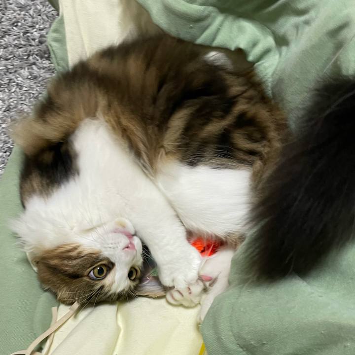 28b6823f 3cb1 4d56 96b0 2cc93d0c1aa8 1637526387456