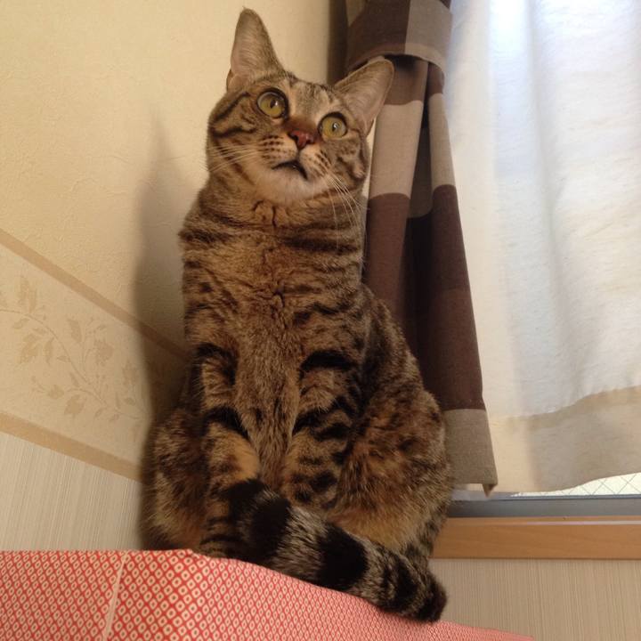 28b853dd 453e 4092 b95c 4fbe935c7485 1511510634687