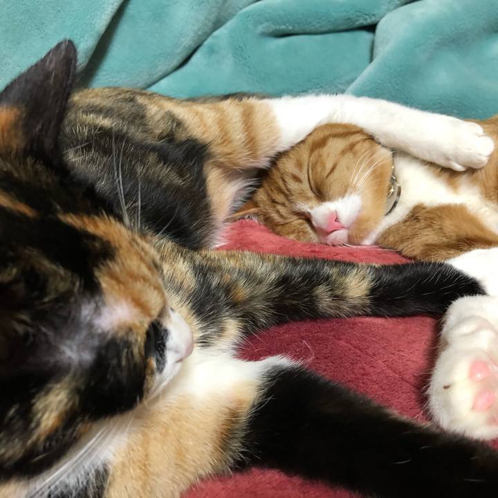 28b9f790 d61f 4bde bf6d 9c7b9070ad87 1554260090904