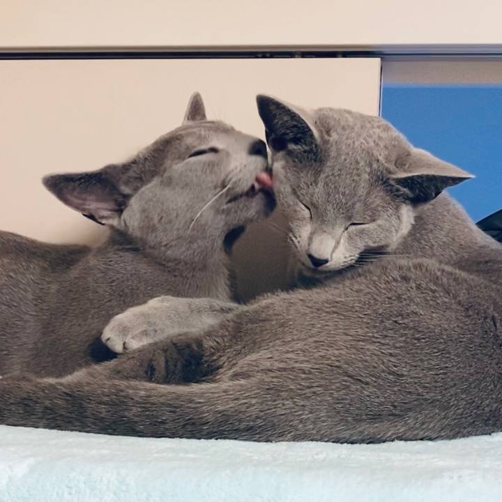 28ba67ed 86b0 41a3 b8d8 b3b71ebb429d 1620558909185