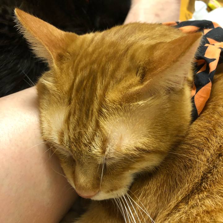 28c072c4 856e 4cc7 8636 10a0852e3166 1572016134584