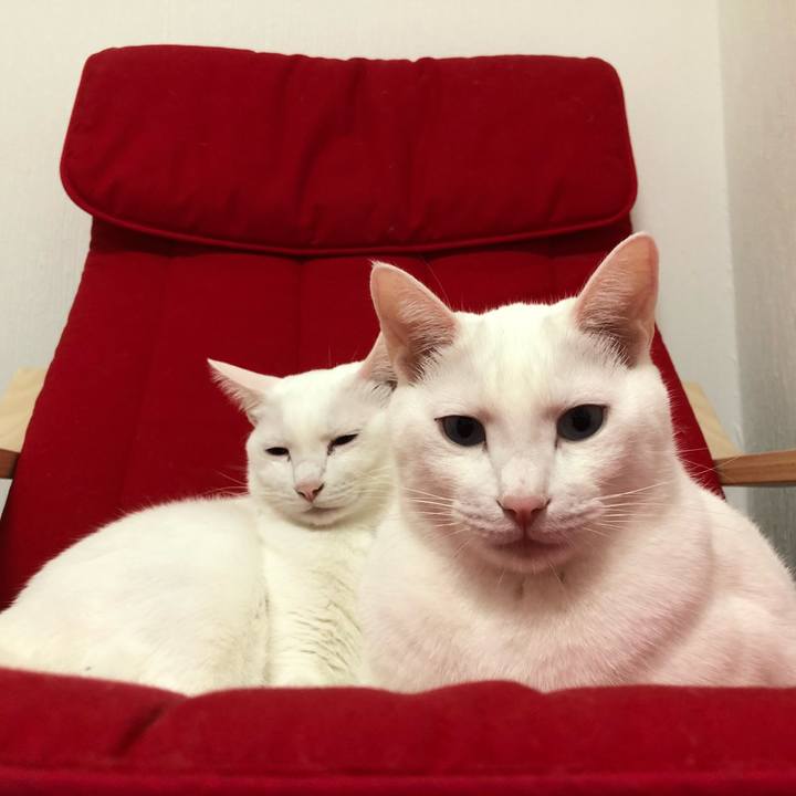 28c1b91d f4e9 44d2 a248 85eca42240e9 1512122723151