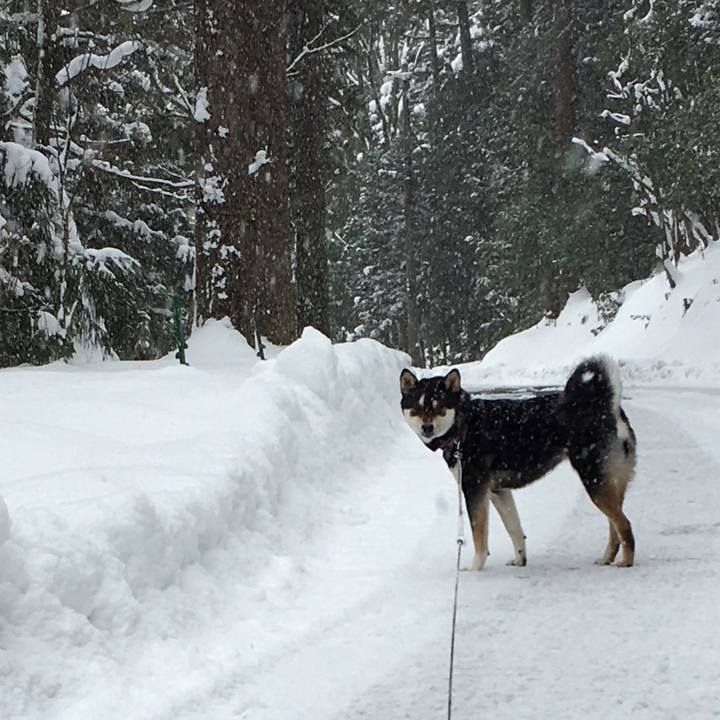 28c2730b 1300 4a5f a989 247723fb7cf7 1517179907218