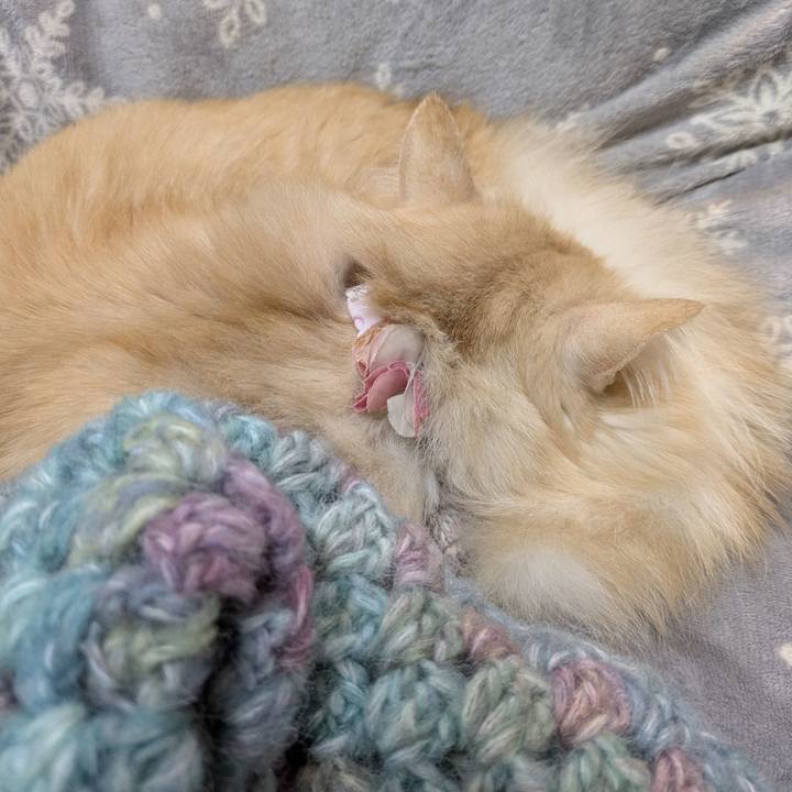 28c6838a 0101 4a24 a929 b20890540260 1764927965887