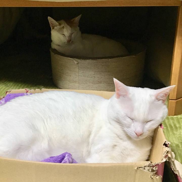 28c7ccca aee3 4e77 927e 3ae2faa5b91b 1544616838267