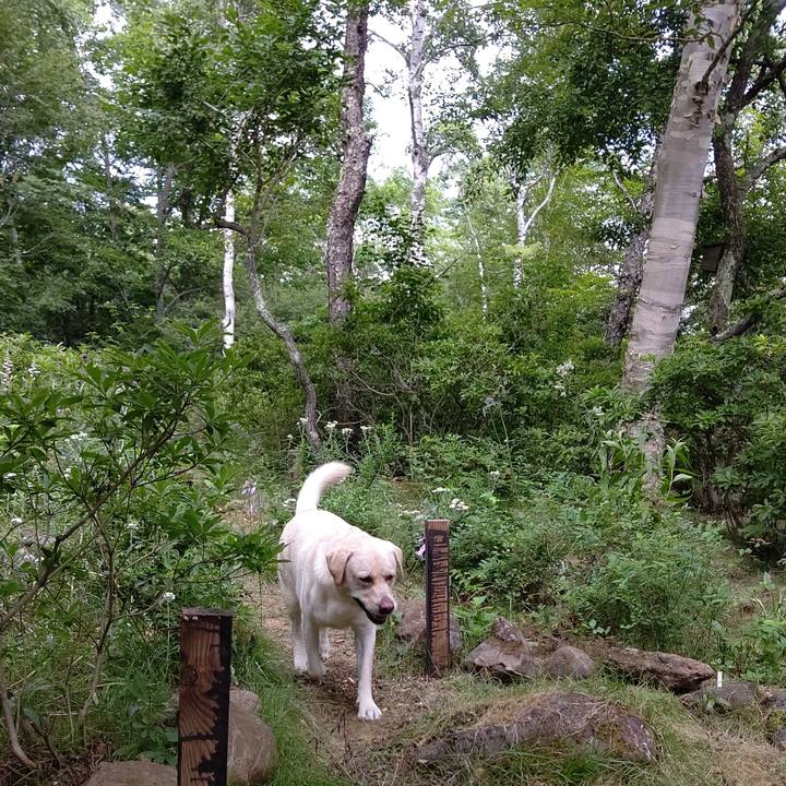 28c8170e d5a0 4388 98a4 fe6a4ee16d1b 1597206399402