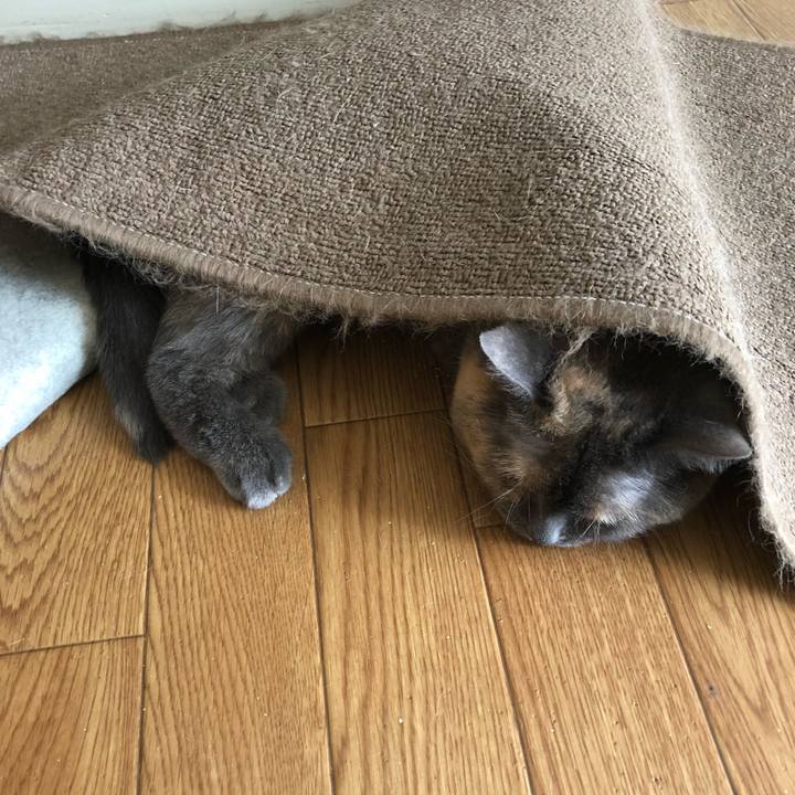 28cd5da8 f718 4cf7 bf76 a62783950b6f 1536377220416