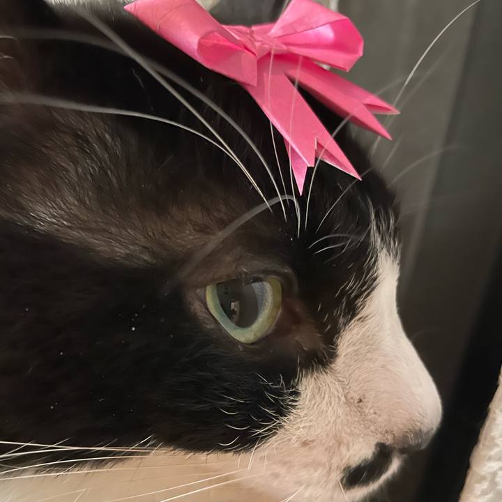 28cd868b 430e 4c9a a81d d1c71d1cc7f6 1737730336684