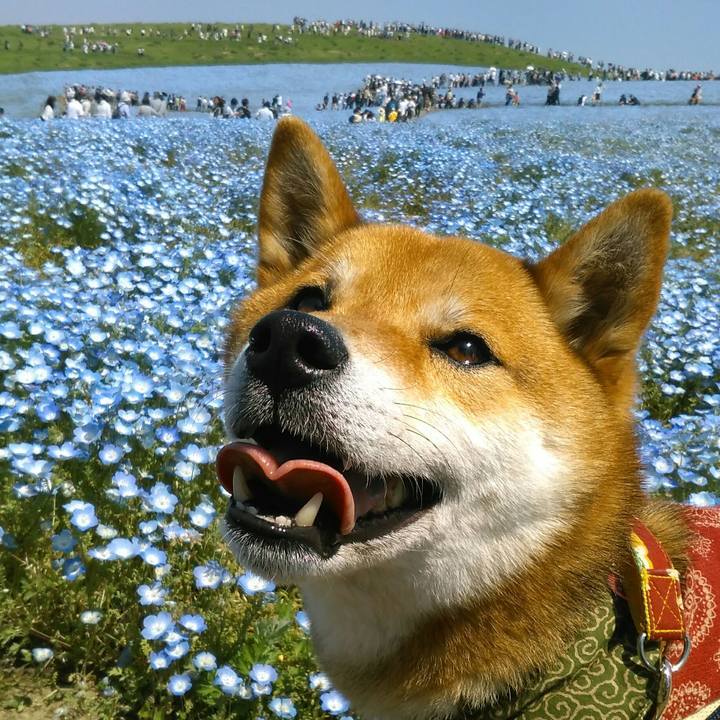 28cd8c81 5c40 46f2 8bac 55865370c9ea 1524366514186